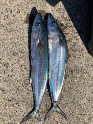 エギングの練習