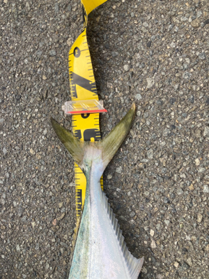 今年、初のメジロ?ハマチ…