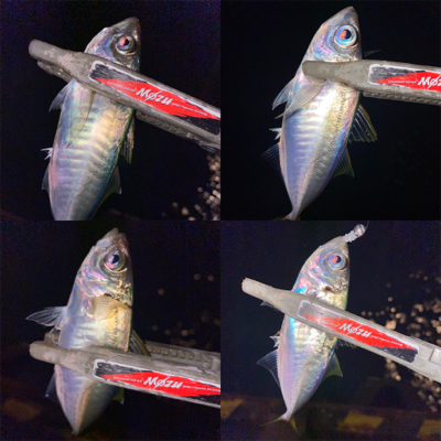 期間限定ポイント