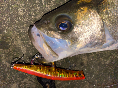 中華版でもポテンシャル高し！
