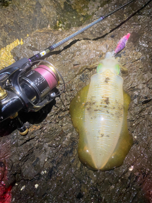 一年ぶりのエギング