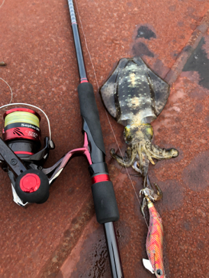 しまなみエギング　いきなりシブくなって来た