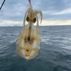 初ティップランと初魚種