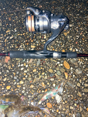 アオリイカ　サイズが上がってきてます＼(^o^)／