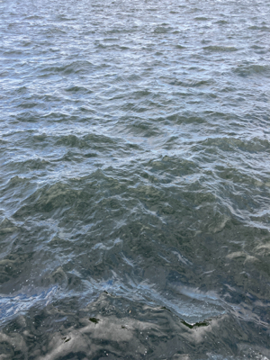 未だ青物上向かず。鯖3匹。。。