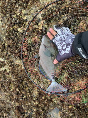 秋磯は難しい…