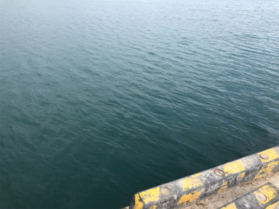 デカカマスゲット！