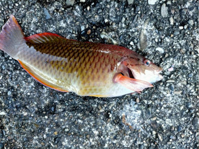 和歌山ぶらり釣り