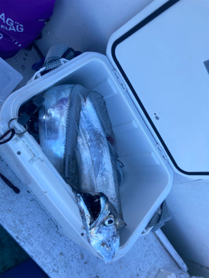 ドラゴンゲット!!