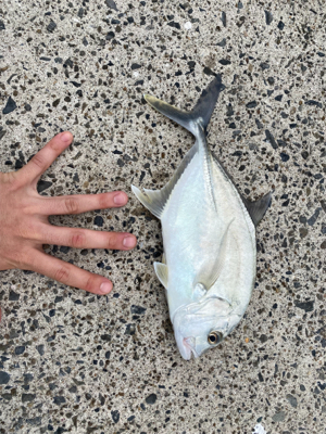 マイクロベイト