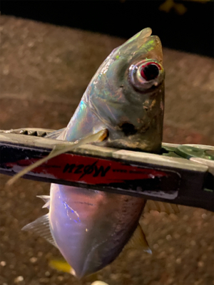 18ステラ 復帰戦