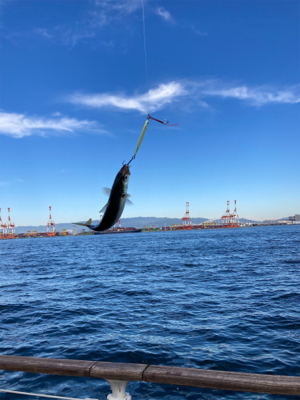 湾奥コスモ開幕。メジロ67cm。。。