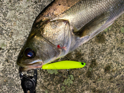 ようやくまともなシーバスくん