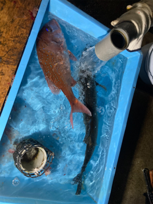 時合いは一瞬、延長不発