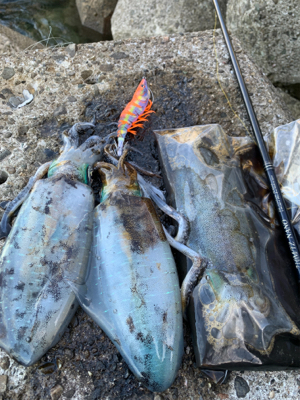 月夜エギングは間違いない!