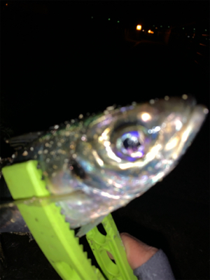 久々に堪能、、、