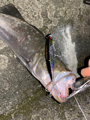 え？まさかのヒラスズキ？！