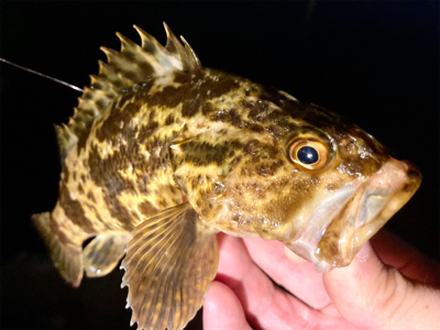 ガッシーとタッケー