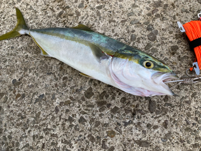 サーフ第二戦。