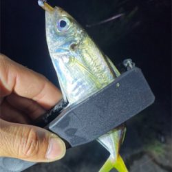 アジングでアジとアカイカ