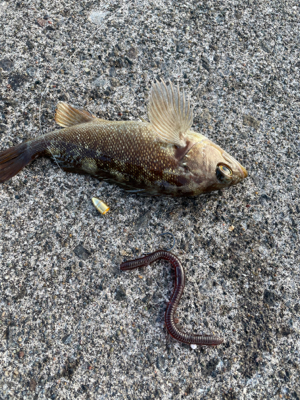 ナイトロからの朝マヅメ！