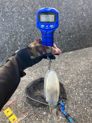 昼間のアオリはダートが好き？(^｡^)