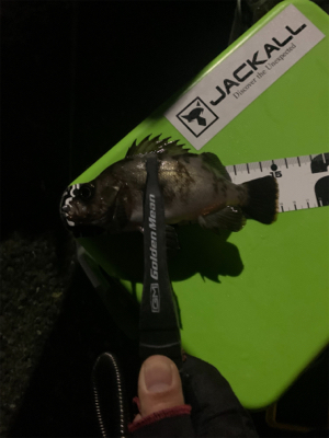 アジング平日釣行♪