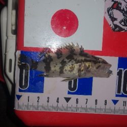 アジング練習　323