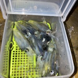 ヒイカ調査(^｡^)