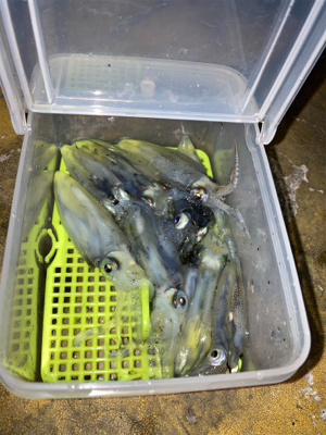 ヒイカ調査(^｡^)