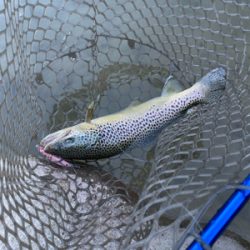 蛇尾川フィシングパーク