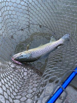 蛇尾川フィシングパーク