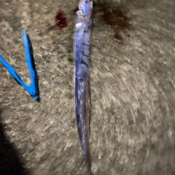 渋めのタチウオ