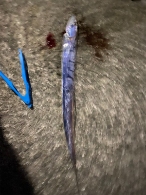 渋めのタチウオ