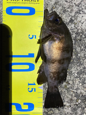 10月29日のメバル