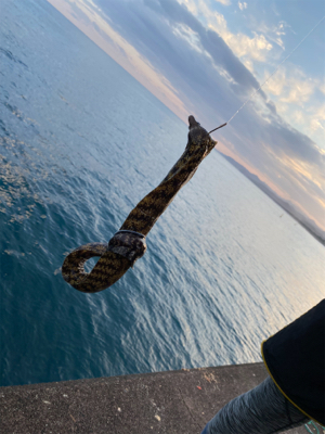 アジのませでイトヒキ連続ヒット