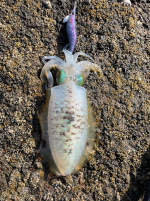 気分転換でのエギング