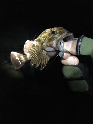 なんとかハマチ