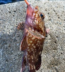 エギングのはずが穴釣り