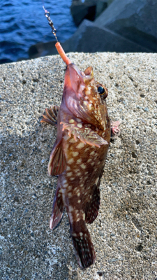 エギングのはずが穴釣り