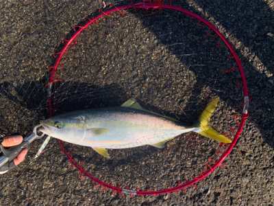 スズキくんとハマチくん