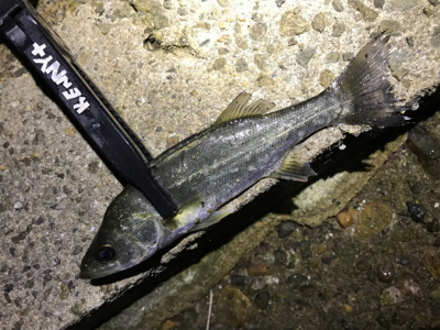 高砂って釣れるの？