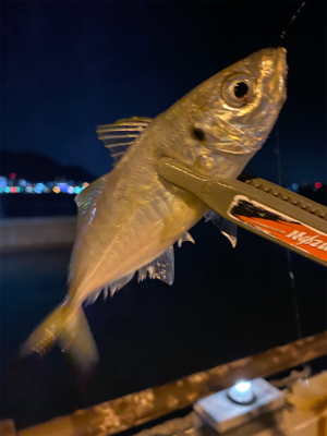シャローフリークFからのジグ単