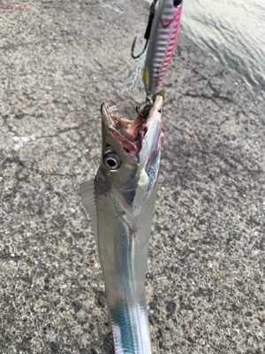 ショアジギでまさかの！