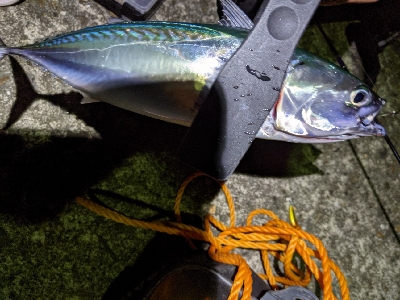 初ソウダガツオ