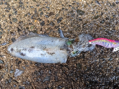 朝マズメエギング