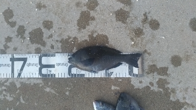 10/17釣果タチウオチヌグレサンバソウ