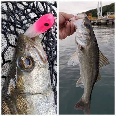 トップウォータードリーム