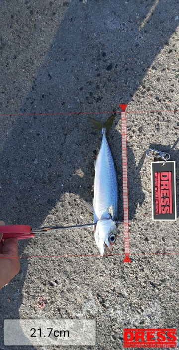 泉大津エリア調査