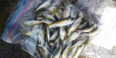 毎度です。イカの釣果は微妙でした。